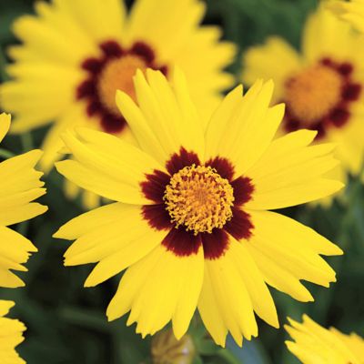 6 x Œil de jeune fille 'Sterntaler' - Coreopsis lanceolata 'Sterntaler'  - godet 9cm x 9cm