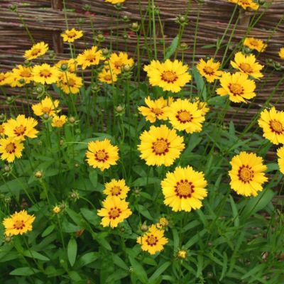 6 x Œil de jeune fille 'Sterntaler' - Coreopsis lanceolata 'Sterntaler'  - godet 9cm x 9cm