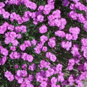 6 x Œillet de Grenoble 'Pink Jewel' - Dianthus gratianopolitanus 'Pink Jewel'  - godet 9cm x 9cm