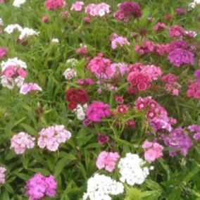 6 x Œillet du poète 'Indian Carpet' - Dianthus barbatus 'Indianer Teppich'  - godet 9cm x 9cm