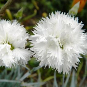 6 x Œillet mignardise 'Haytor White' - Dianthus plumarius 'Haytor White'  - godet 9cm x 9cm