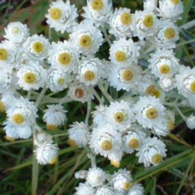 6 x Immortelle d'Argent 'Neuschnee' - Anaphalis margaritacea 'Neuschnee'  - godet 9cm x 9cm