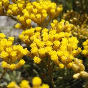 6 x Immortelle à odeur de curry - Helichrysum italicum  - godet 9cm x 9cm
