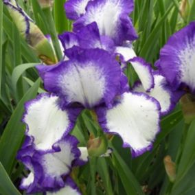 6 x Iris des jardins 'Loop The Loop' - Iris germanica 'Loop The Loop'  - godet 9cm x 9cm