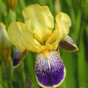 6 x Iris des jardins 'Nibelungen' - Iris germanica 'Nibelungen'  - godet 9cm x 9cm