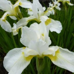 6 x Iris des jardins 'White Knight' - Iris germanica 'White Knight'  - godet 9cm x 9cm