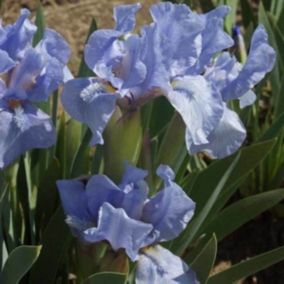 6 x Iris nain 'Blue Denim' - Iris pumila 'Blue Denim'  - godet 9cm x 9cm