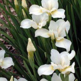 6 x Iris nain 'Bright White' - Iris pumila 'Bright White'  - godet 9cm x 9cm