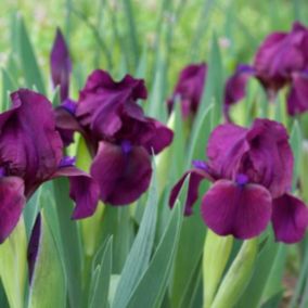 6 x Iris nain 'Cherry Garden' - Iris 'Cherry Garden'  - godet 9cm x 9cm