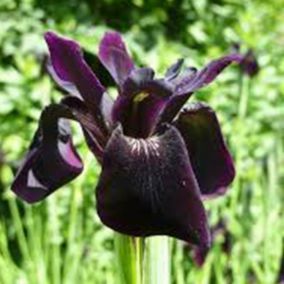 6 x Iris x chrissy 'Black Form' - Iris Chrysographes 'Black Form'  - godet 9cm x 9cm