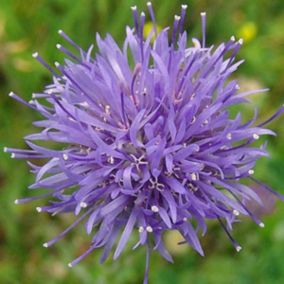 6 x Jasione laevis - Jasione laevis  - godet 9cm x 9cm