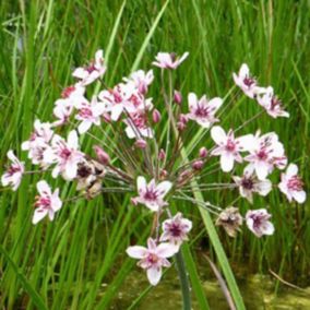 6 x Jonc fleuri - Butomus Umbellatus  - godet 9cm x 9cm