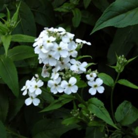 6 x Julienne des jardins 'Albiflora' - Hesperis matronalis 'Alba'  - godet 9cm x 9cm