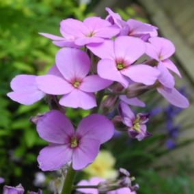 6 x Julienne des jardins - Hesperis matronalis  - godet 9cm x 9cm