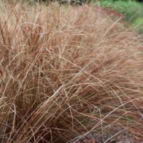 6 x Laîche de buchanan - Carex Buchananii  - godet 9cm x 9cm