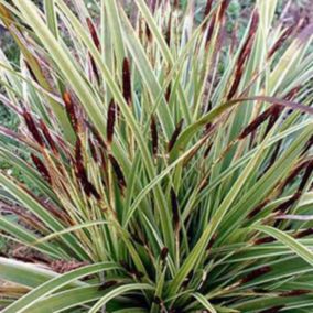 6 x Laîche panaché 'Variegata' - Carex morrowii 'Variegata'  - godet 9cm x 9cm