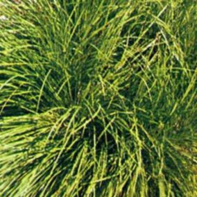 6 x Laîche umbrosa - Carex umbrosa  - godet 9cm x 9cm