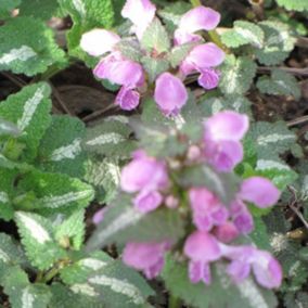 6 x Lamier tacheté 'Roseum' - Lamium maculatum 'Roseum'  - godet 9cm x 9cm