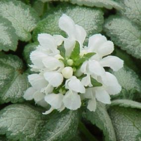 6 x Lamier tacheté 'White Nancy' - Lamium maculatum 'White Nancy'  - godet 9cm x 9cm