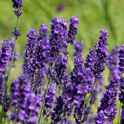 6 x Lavande vraie 'Hidcote' - Lavandula angustifolia 'Hidcote'  - godet 9cm x 9cm