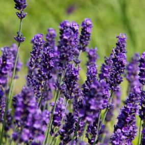 6 x Lavande vraie 'Hidcote' - Lavandula Angustifolia 'Hidcote'  - godet 9cm x 9cm