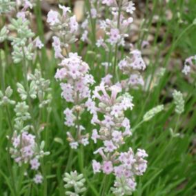 6 x Lavande vraie 'Rosea' - Lavandula Angustifolia 'Rosea'  - godet 9cm x 9cm