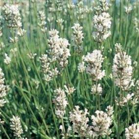 6 x Lavandin 'Edelweiss' - Lavandula Intermedia 'Edelweiss'  - godet 9cm x 9cm