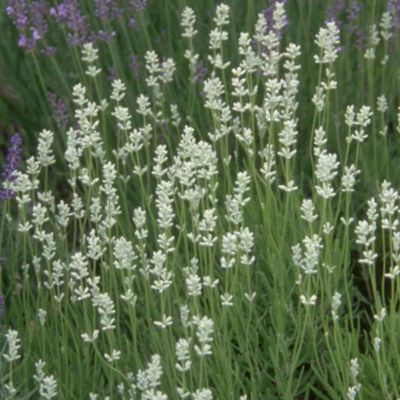 6 x Lavandin 'Edelweiss' - Lavandula intermedia 'Edelweiss'  - godet 9cm x 9cm