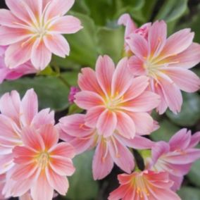 6 x Lewisia cotyledon - Lewisia cotyledon  - godet 9cm x 9cm