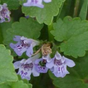 6 x Lierre terrestre - Glechoma hederacea  - godet 9cm x 9cm