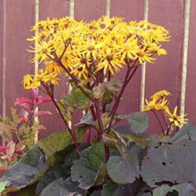 6 x Ligulaire 'Othello' - Ligularia dentata 'Othello'  - godet 9cm x 9cm