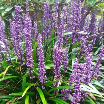 6 x Liriope musc. 'Royal Purple' - Liriope muscari 'Royal Purple'  - godet 9cm x 9cm