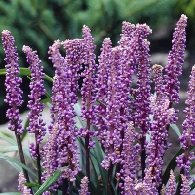6 x Liriope musc. 'Royal Purple' - Liriope muscari 'Royal Purple'  - godet 9cm x 9cm