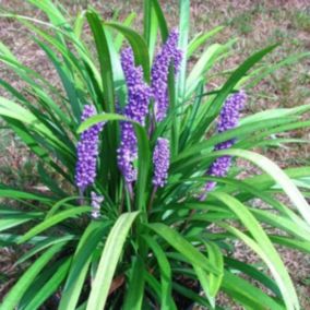 6 x Liriope muscari - Liriope muscari 'Big Blue'  - godet 9cm x 9cm