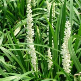 6 x Liriope muscari 'Monroe White' - Liriope muscari 'Monroe White'  - godet 9cm x 9cm