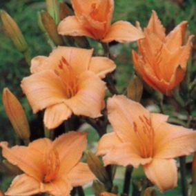 6 x Lis d'un jour 'Baley Hay' - Hemerocallis 'Baley Hay'  - godet 9cm x 9cm