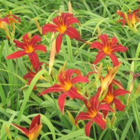 6 x Lis d'un jour 'Crimson Pirate' - Hemerocallis 'Crimson Pirate'  - godet 9cm x 9cm