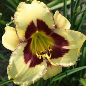 6 x Lis d'un jour 'El Desperado' - Hemerocallis 'El Desperado'  - godet 9cm x 9cm