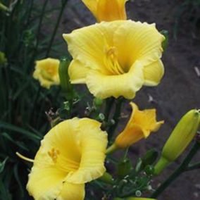 6 x Lis d'un jour 'Mini Stella' - Hemerocallis 'Mini Stella'  - godet 9cm x 9cm