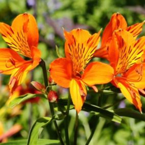 6 x Lis des Incas 'Orange King' - Alstroemeria aurea 'Orange King'  - godet 9cm x 9cm