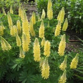 6 x Lupin 'Chandelier' - Lupinus 'Chandelier'  - godet 9cm x 9cm