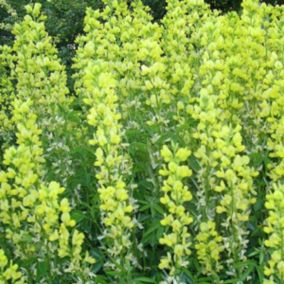 6 x Lupin de printemps - Thermopsis lanceolata  - godet 9cm x 9cm