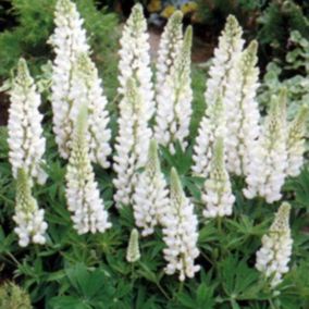 6 x Lupin 'Noble Maiden' - Lupinus 'Noble Maiden'  - godet 9cm x 9cm