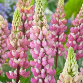 6 x Lupin 'The Chatelaine' - Lupinus 'The Chatelaine'  - godet 9cm x 9cm