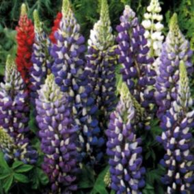 6 x Lupin 'The Governor' - Lupinus 'The Governor'  - godet 9cm x 9cm