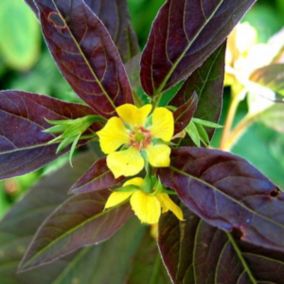 6 x Lysimaque ciliée 'Firecracker' - Lysimachia ciliata 'Firecracker'  - godet 9cm x 9cm