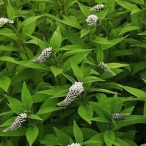 6 x Lysimaque de Chine - Lysimachia clethroides  - godet 9cm x 9cm