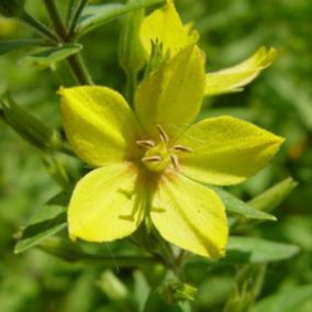 6 x Lysimaque - Lysimachia punctata  - godet 9cm x 9cm