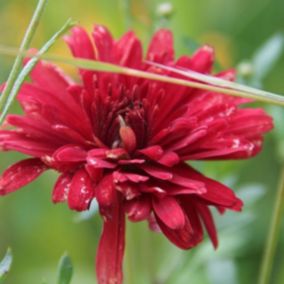 6 x Marguerite d'automne 'Duchess Of Edinburgh' - Chrysanthemum 'Duchess Of Edinburgh'  - godet 9cm x 9cm