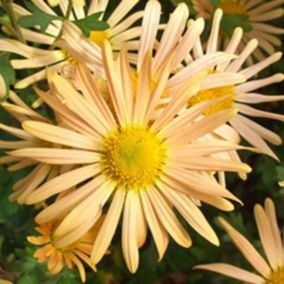 6 x Marguerite d'automne 'Mary Stoker' - Chrysanthemum 'Mary Stoker'  - godet 9cm x 9cm